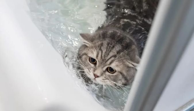 Viral di Media Sosial, Siswa SMAN 10 Makassar Bersatu Selamatkan Kucing yang Jatuh ke Kolam