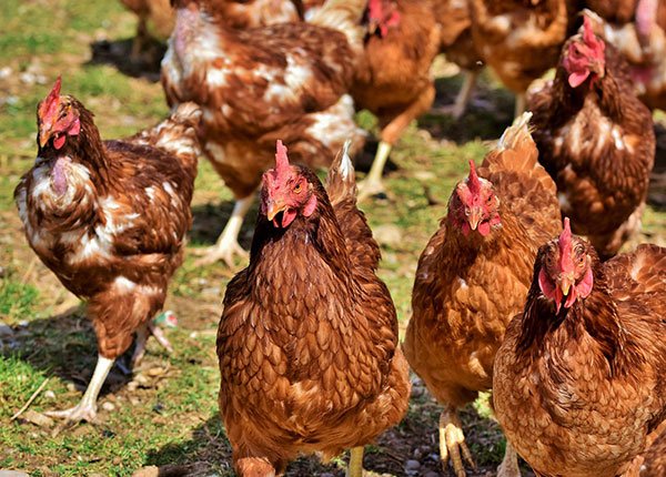 Produk UMKM dan Industri Jawa Timur Raih Transaksi Ekspor Rp17,7 Miliar ke Singapura