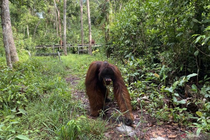 Wisata Edukasi: Merasakan Sensasi Bertamu ke Habitat Asli Orang Utan Liar Kalimantan