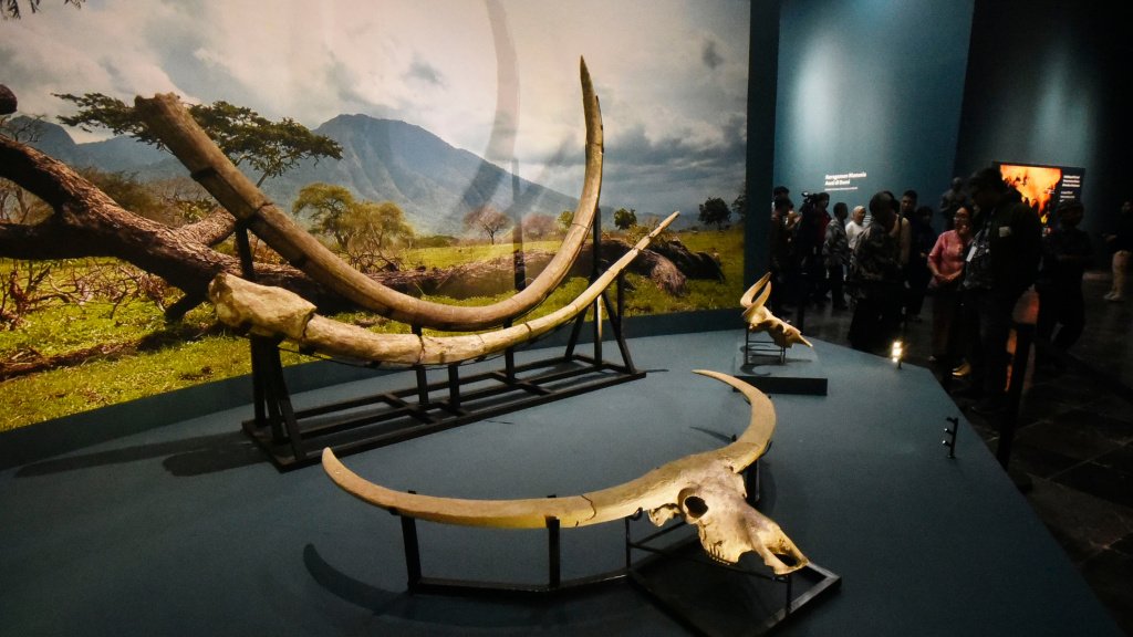Kemenbud Pusatkan Fosil Masterpiece Eugene Dubois di Museum Nasional