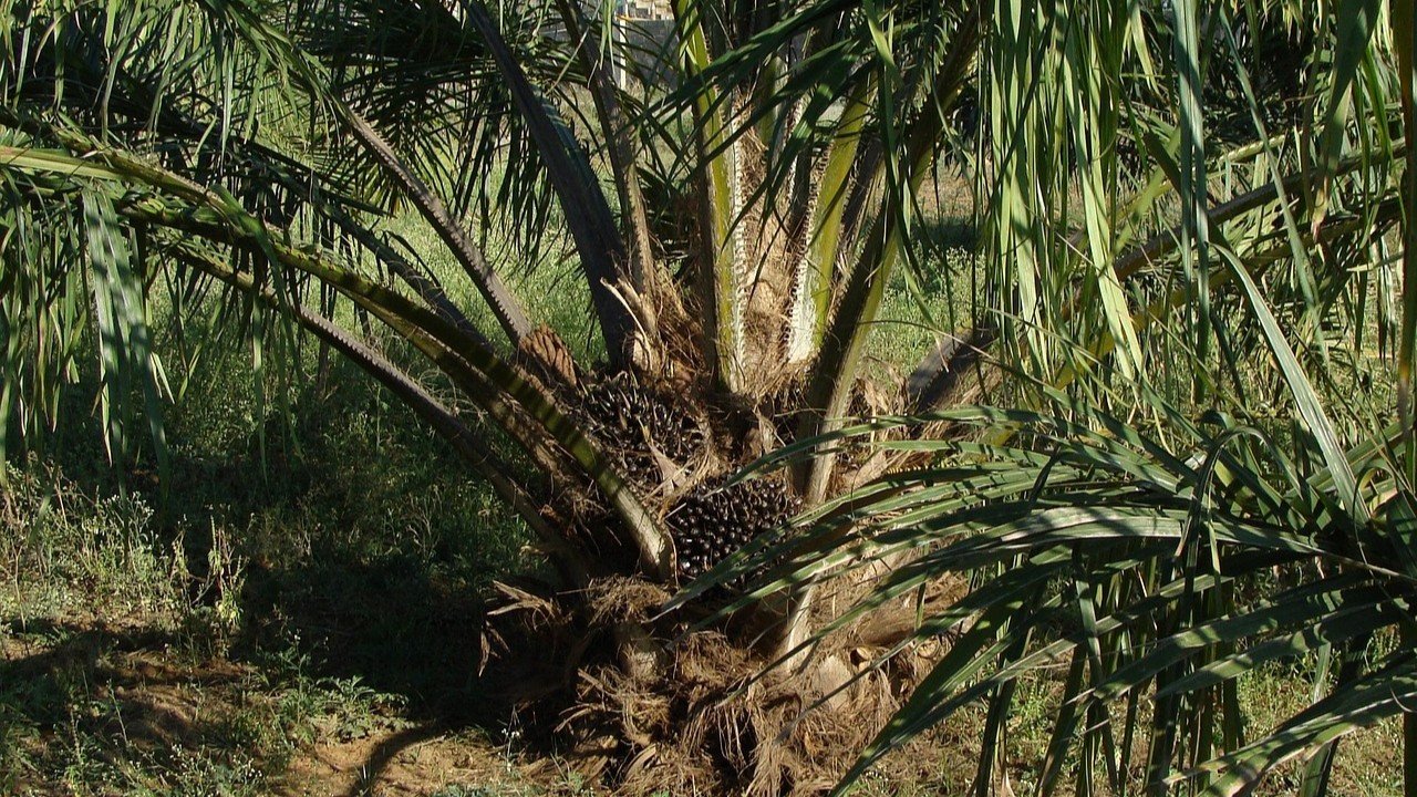 Petani Sawit Jawa Barat Tanggapi Aturan Larangan Tanam Baru dari Pemerintah Provinsi