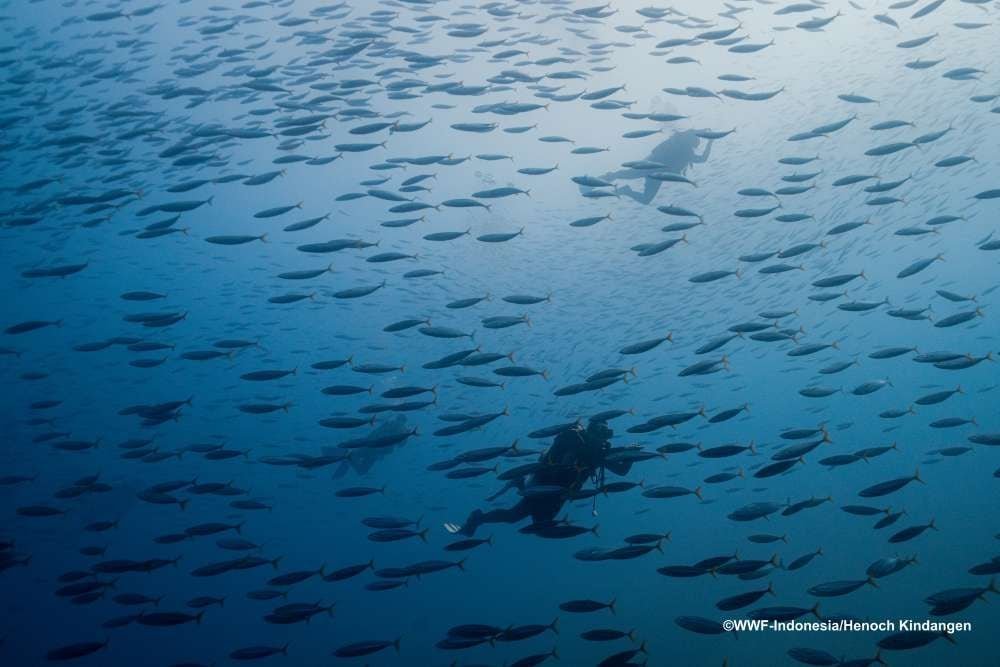 Penemuan Habitat Dugong Terbesar di Indonesia: Hasil Ekspedisi MBD 2025