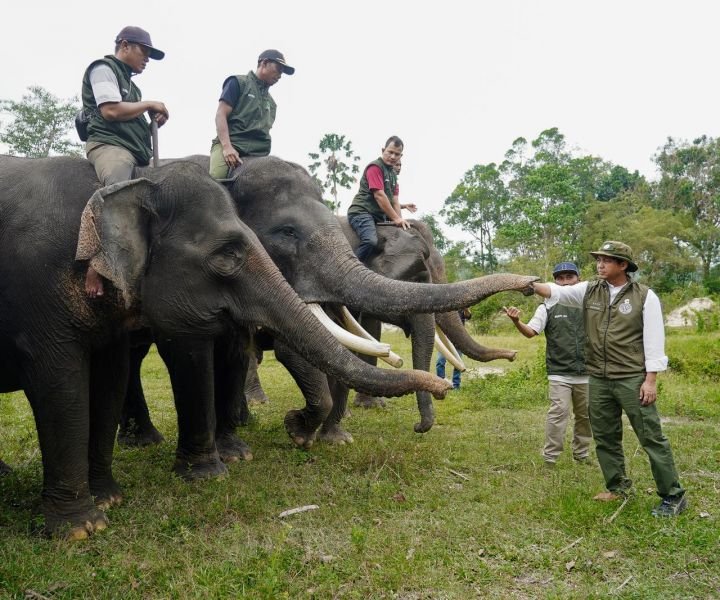 Pulihkan Habitat Satwa, Menhut Segera Sambungkan Koridor Gajah di Provinsi Riau