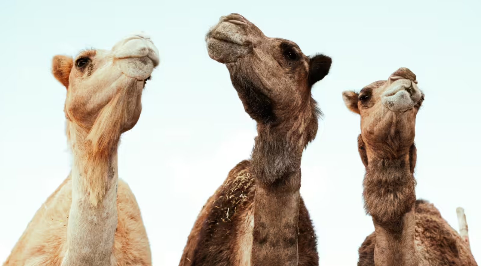 Viral! 20 Unta di Oman Didiskualifikasi Karena Suntik Botox