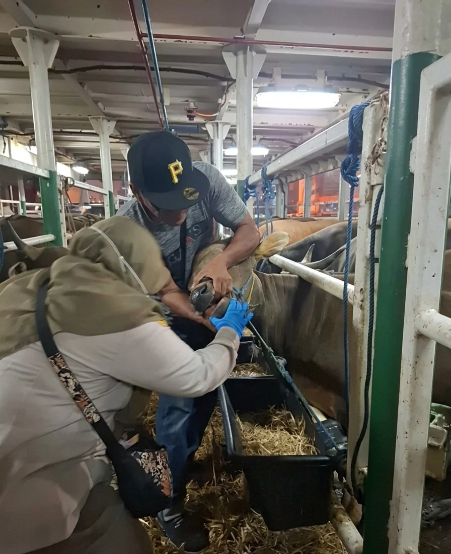 Pastikan Kesehatan Ternak, Ratusan Sapi NTB Lolos Uji Karantina Jelang Hari Raya Idul Adha