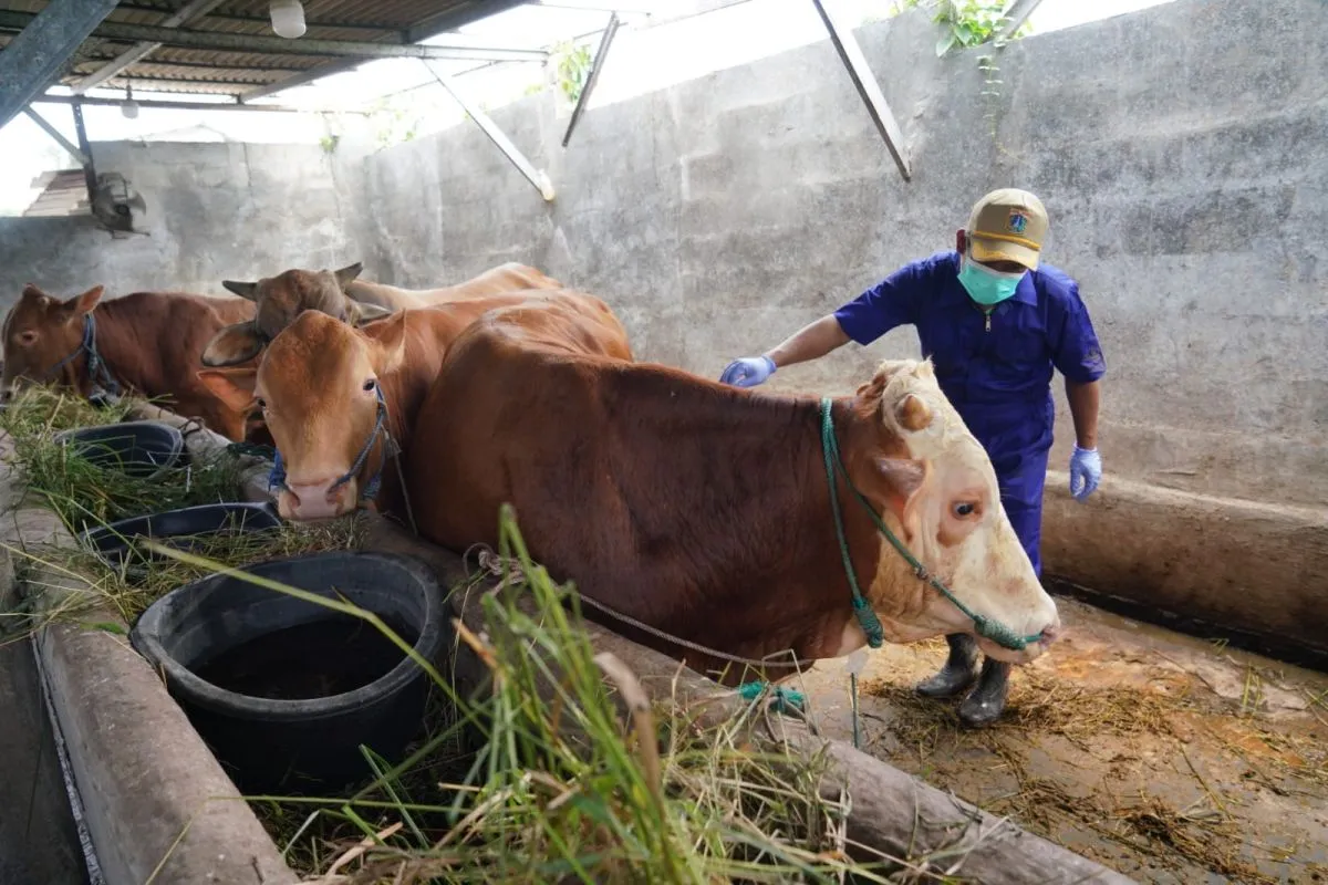 Jelang Idul Adha, Sudin KPKP Jakut Intensifkan Pemeriksaan Hewan Kurban di Rorotan