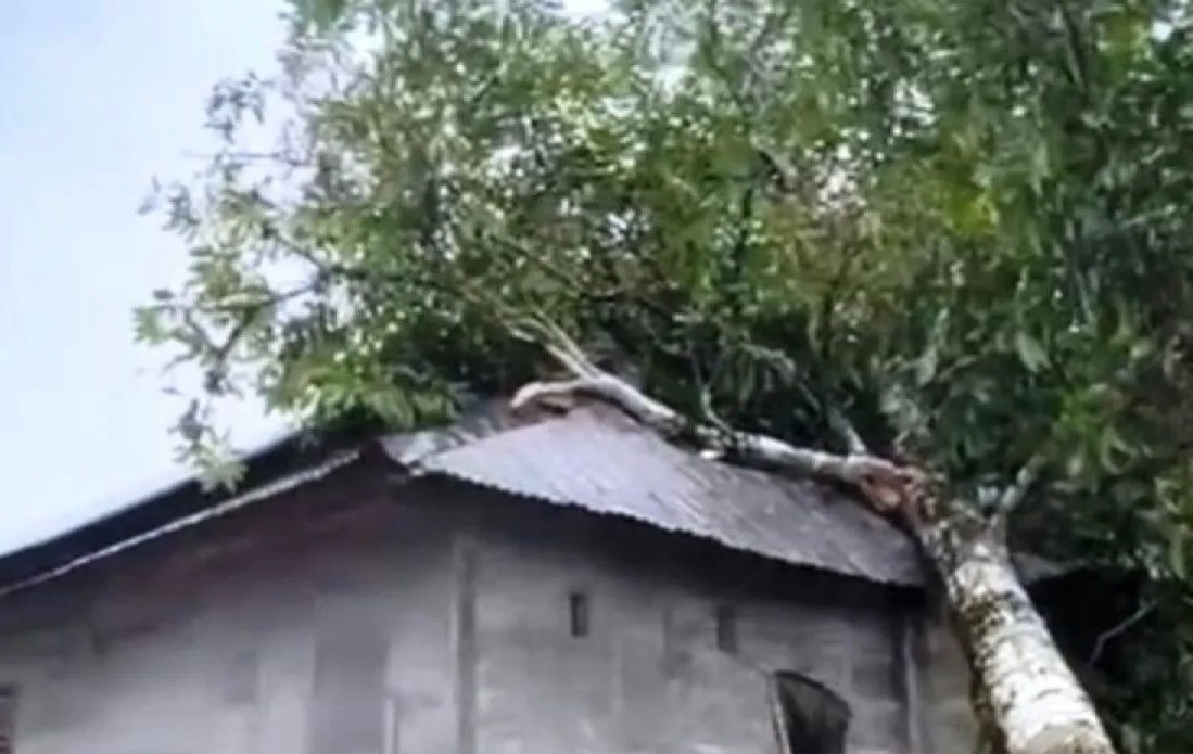 Cuaca Ekstrem di Aceh Barat, Angin Kencang Akibatkan Pohon Tumbang Timpa Rumah Warga