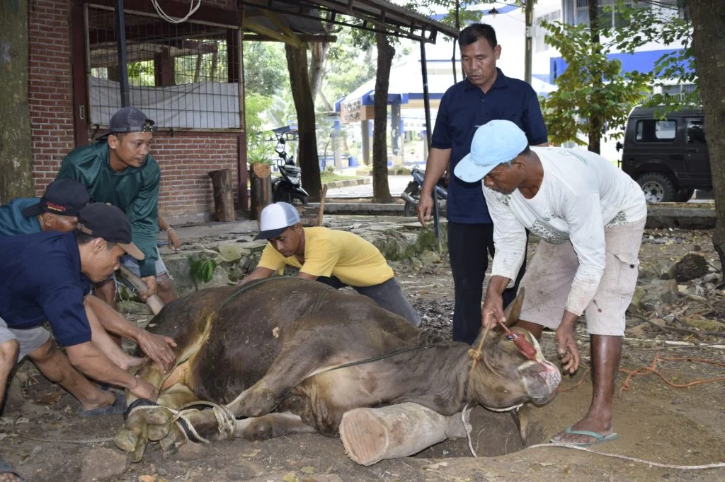 Antisipasi Bau dan Penyakit, Ini Hal Penting Seputar Limbah yang Harus Diperhatikan Petugas Kurban