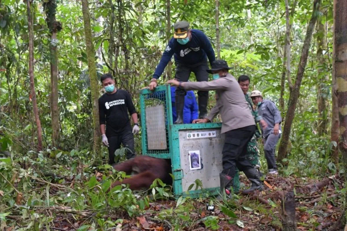BOS-BKSDA Berhasil Kembalikan Lima Orangutan ke Hutan Setelah Rehabilitasi