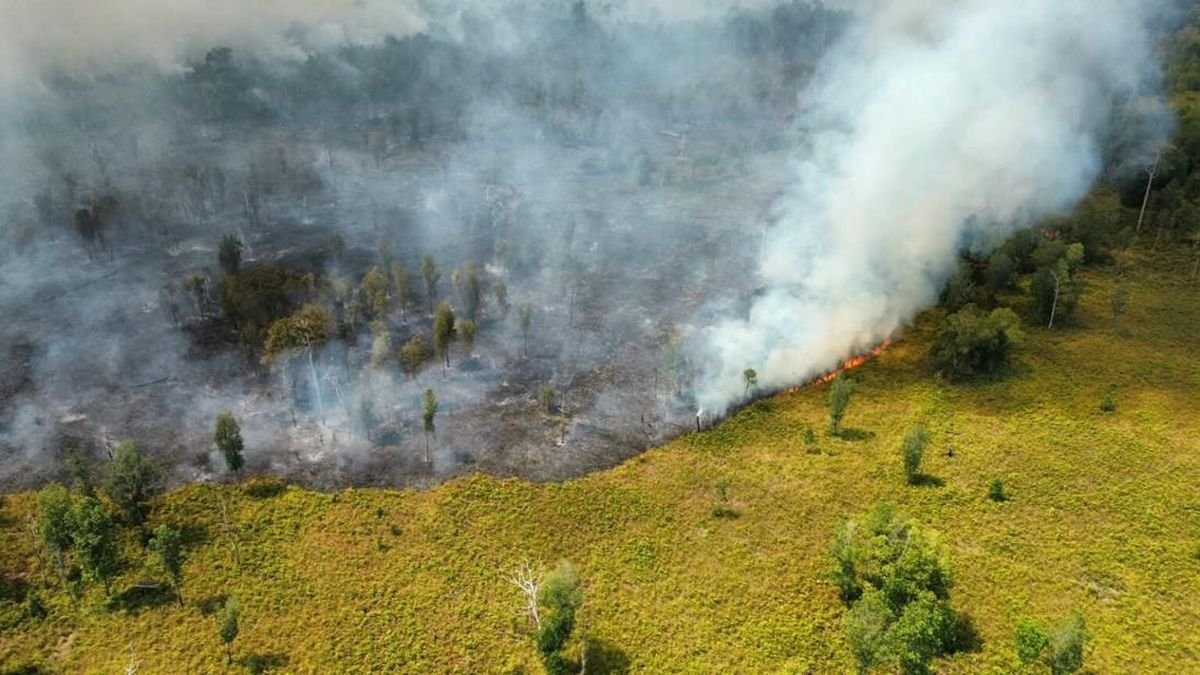 Kebakaran Lahan di Tanjung Puting Meluas, Relawan Mundur karena Situasi Kritis Kebakaran Lahan di Tanjung Puting Meluas, Relawan Mundur karena Situasi Kritis